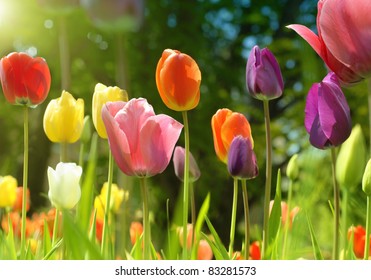 135,818 Sun ray flower Images, Stock Photos & Vectors | Shutterstock