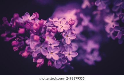 In the spring, beautiful purple lilac flowers bloom, creating a stunning sight in the evening twilight. Macro photography captures the delicate petals and intricate details of these flowers. - Powered by Shutterstock