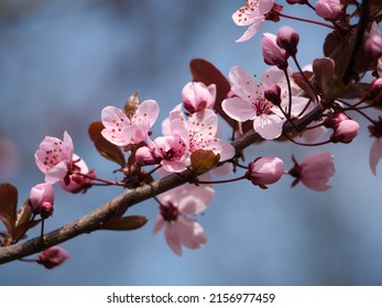 spring beautiful sakura flowers against the sky 2022