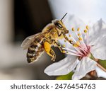 Spring, bee and flower, worker bee 