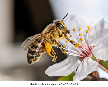 Spring, bee and flower, worker bee 