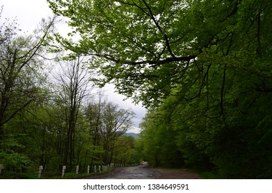 Spring beech forest with fresh light green foliage after the rain
