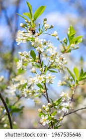 Spring. Bees collects nectar pollen from the white flowers of a flowering cherry on bright blue sky background, a banner for the site.Blurred space for text.