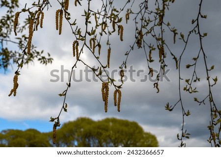 Spring birch catkins on hanging thin branches. The background is a blurry cloudy sky and green tree crowns. Soft natural light at the end of the day