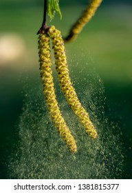 Spring, birch earrings scatter pollen in the wind