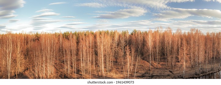 Spring birch forest large panoramic view. Aerial scenic landscape