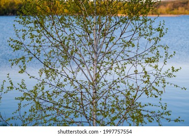 Spring Birch tree with lake in background