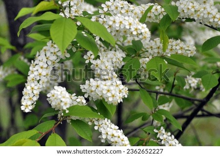In spring, bird-cherry tree (Prunus padus) grows and blooms in nature

