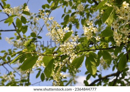 Similar – Foto Bild Frühlingsblüten Blüte