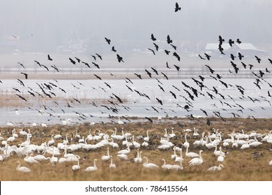 Spring Birds Migratory Bird