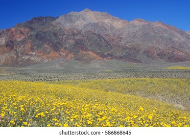 Spring Bloom, Death Valley National Park, California
