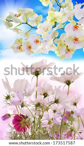 Similar – Flower Background Frame