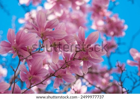 Image, Stock Photo spring Spring Nature