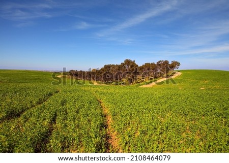 Spring bloom of the Negev Desert in Israel. Fields of flowers in the bright southern sun. Magnificent blooming spring. Blue sky and light clouds