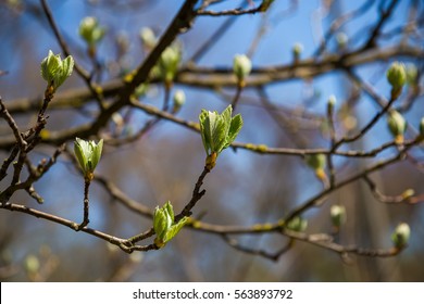 Spring Bloom On Tree Branches Fresh Green Buds. Blue Sky. Shallow Depth Of Field