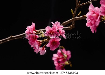 Spring bloom tree branch
,Cherry blossom sakura flowers on white background 

