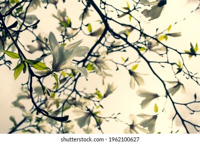 spring blooming background. tree covered with white magnolia flowers