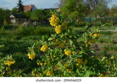 Spring Blooming Barberry Shrub, Scientific Name Berberis Sphaerocarpa