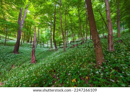 Spring blooming beech forest with beautiful white wild garlic, wild onions (Allium ursinum), garlic flower edible and healthy, Mecsek  middle mountains at sunset in Hungary
