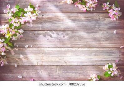 Flowering Apple-Tree Free Stock Photo | picjumbo