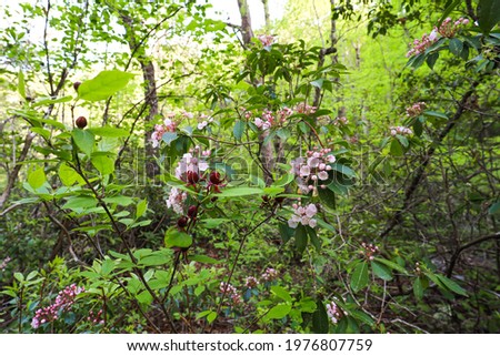 Spring blooming Carolina Allspice and Mountain Laurel in DeSoto Falls Picnic Area in northeast Alabama