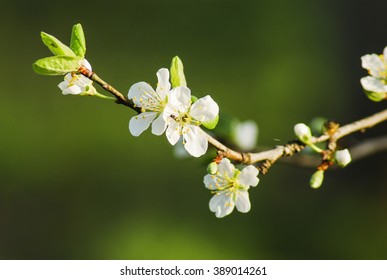 Spring blooming cherry