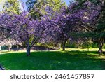 Spring blooming cherry blossoms in Seward park with blue sky background.