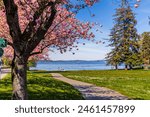 Spring blooming cherry blossoms in Seward park with blue sky background.