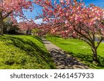 Spring blooming cherry blossoms in Seward park with blue sky background.