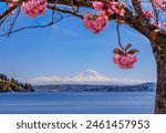 Spring blooming cherry blossoms in Seward park with blue sky background.