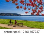 Spring blooming cherry blossoms in Seward park with blue sky background.