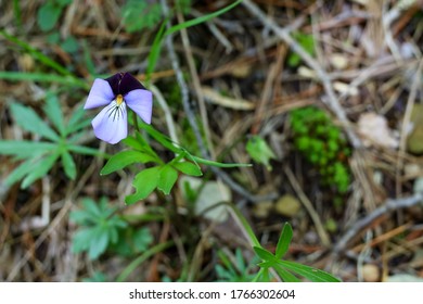 Spring Blooming Common Blue Violet