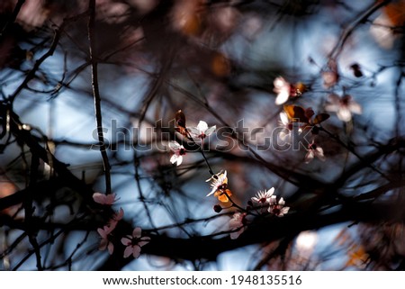 Similar – Image, Stock Photo Small flowers Environment