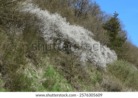 Similar – Image, Stock Photo Spring: a sloe hedge full of flowers.