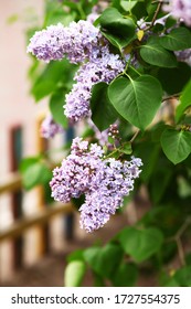 Lilacs Closeup Images Stock Photos Vectors Shutterstock