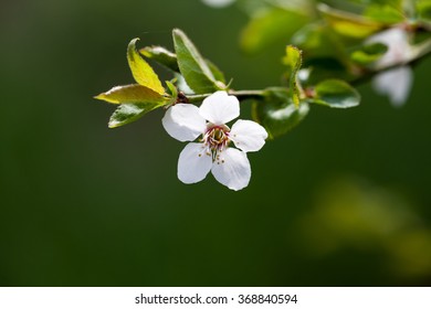 Spring Blooming On Sour Cherry Tree Branches