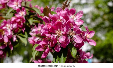 Spring. Blooming Pink Apple Branch. Paradise Apple Blossom