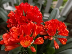 Spring Blooming Red Clivia Flower
