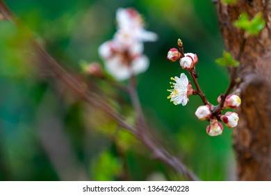 spring and blooming trees
