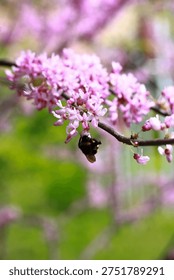 Spring blooming. Trees blooming, an insect drinks nectar on blossom. Violet, tulip. Pink tree blooming. Springtime in nature. 