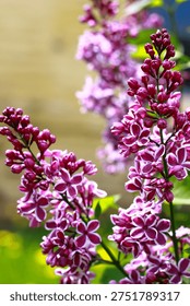Spring blooming. Trees blooming, an insect drinks nectar on blossom. Violet, tulip. Pink tree blooming. Springtime in nature. 