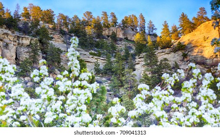 The spring blooms of fresh pear blossoms in front of the sandstone bluffs surrounding Billings, Montana known as the Rimrocks.