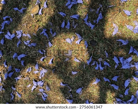 Spring bloosom: jacaranda shadow and flowers