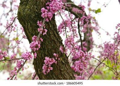 Spring blossom