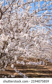 Spring Blossom Almond Or Cherry Trees On Garden Hills, Close Up View Blooming Branches, California Almond Trees