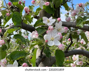 Spring  Blossom Apple Trees In Flowering Fruit Orchard At Sunny Day. Idyllic Rural Scene.