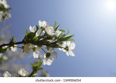 Spring blossom background. Beautiful blooming tree and sun flare. Sunny day. Spring flowers. Beautiful Orchard. Springtime. Orchard blossoms. Blooming tree and bees. Cover photo. - Shutterstock ID 1349006054