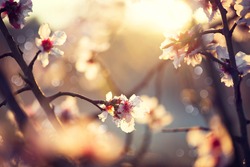 Spring Blossom Background. Beautiful Nature Scene With Blooming Tree And Sun Flare. Sunny Day. Spring Flowers. Beautiful Orchard. Abstract Blurred Background. Springtime