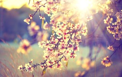 Spring Blossom Background. Beautiful Nature Scene With Blooming Tree And Sun Flare. Sunny Day. Spring Flowers. Beautiful Orchard. Abstract Blurred Background. Springtime