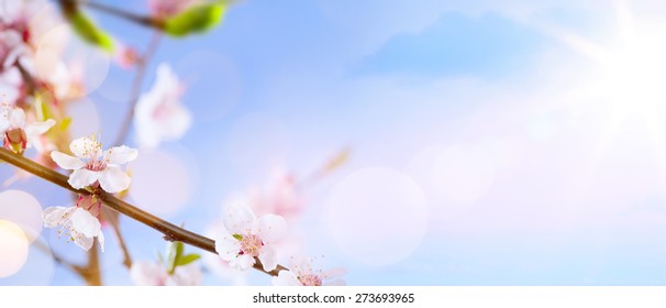 Spring blossom background. Beautiful nature scene with blooming tree and sun flare. Sunny day. Spring flowers. Beautiful Orchard. Abstract blurred background